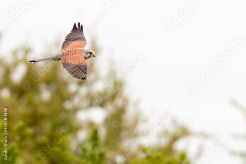 Hunting Common Kestrel Falco tinnunculus flying in Eastbrookend park in Dagenham with trees in the background photo