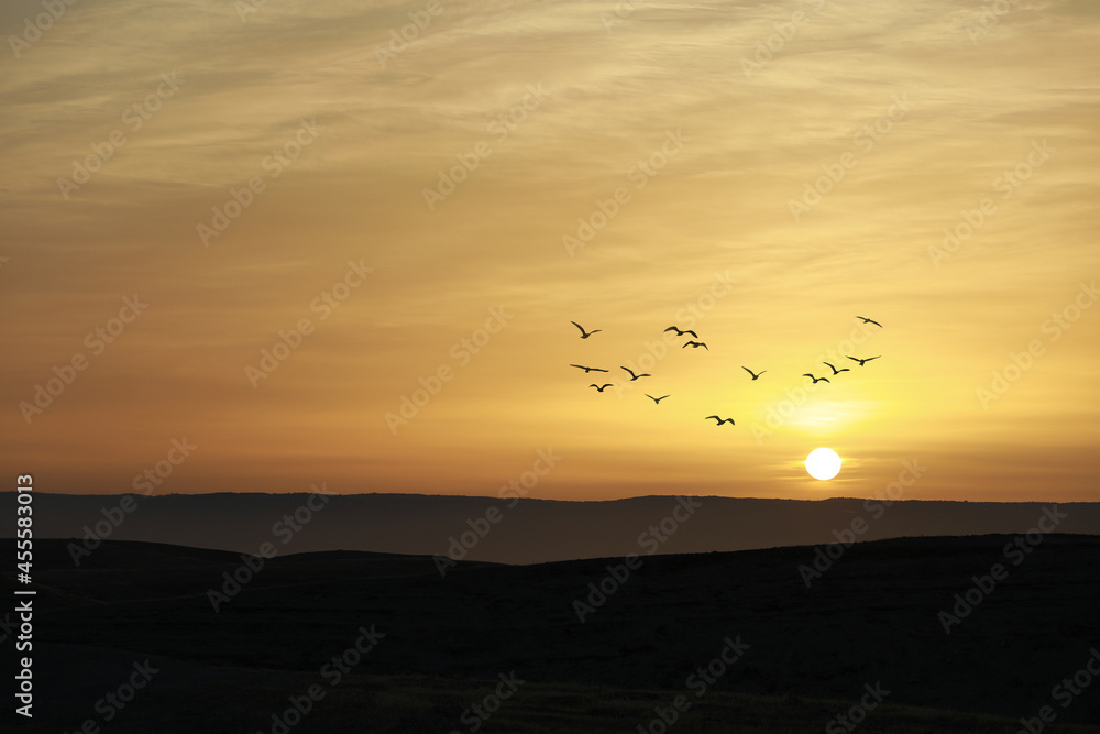 Birds flying on sunset sky and cloud abstract background.
