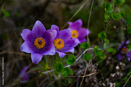 Blue spring flowers 2