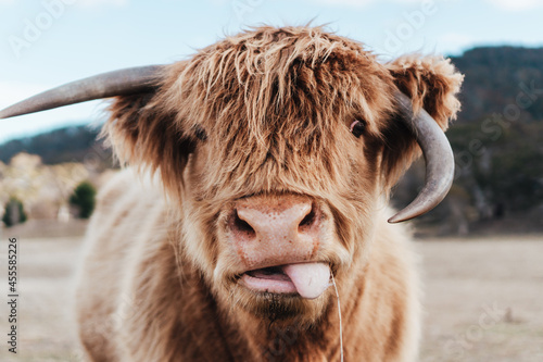 Selective focus photography of highland cattle calf