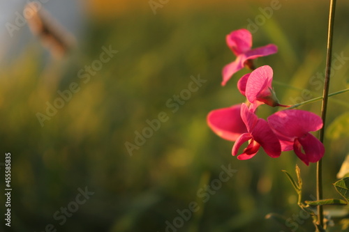Grass Vetchling (Lathyrus nissolia)