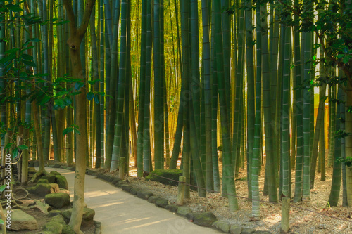 View of the famous bamboo forest of the old Buddhist temple Hōkoku-ji located in Kamakura, Japan (October 2020)
