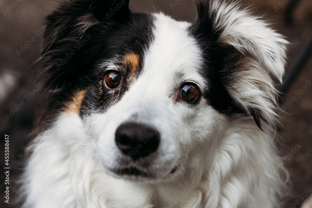 close up of a collie
