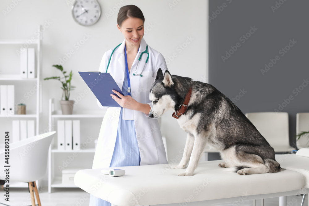 Veterinarian examining cute dog in clinic Veterinarian examining cute dog in clinic