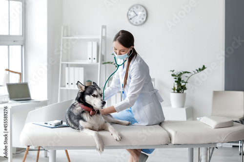 Veterinarian examining cute...