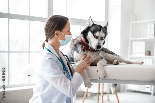 Veterinarian examining cute...