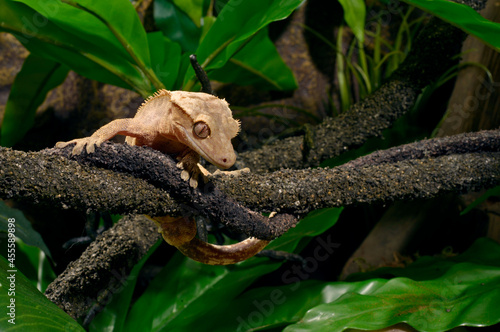 Crested gecko // Neukaledonischer Kronengecko (Correlophus ciliatus) photo
