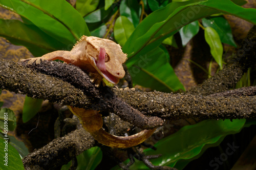 Crested gecko // Neukaledonischer Kronengecko (Correlophus ciliatus) photo