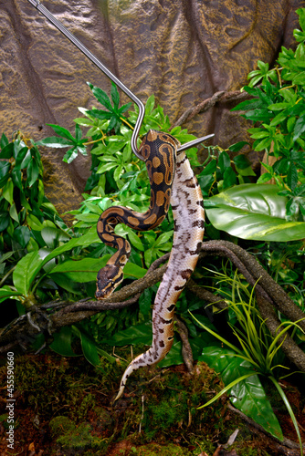 K  nigspython an einem Schlangenhaken    Ball python on a snake hook  Python regius 