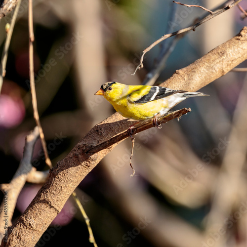 Yellow carduelis on brown tree branch photo