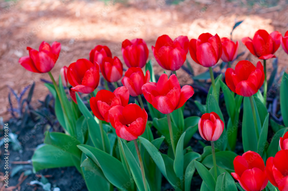 field of tulips field of tulips