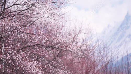 Peach Blossoms in Xizang, China