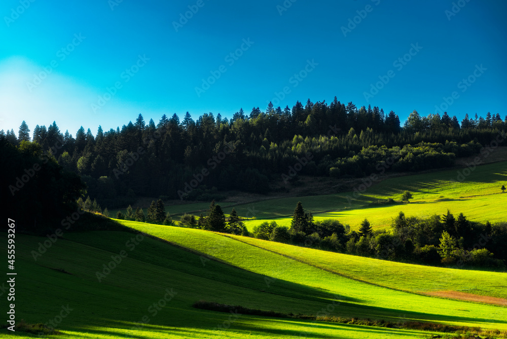 Fototapeta premium landscape with grass and blue sky