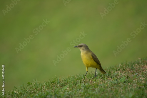 yellow wagtail on a green grass