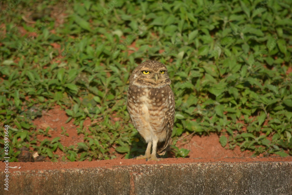 Shy owl Shy owl