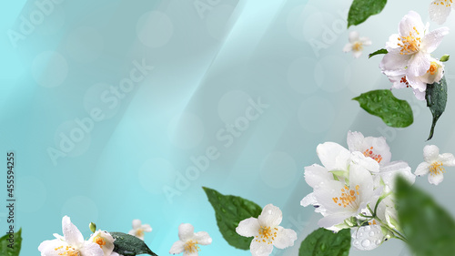 Large inflorescences, flowers and leaves of jasmine on a blue background