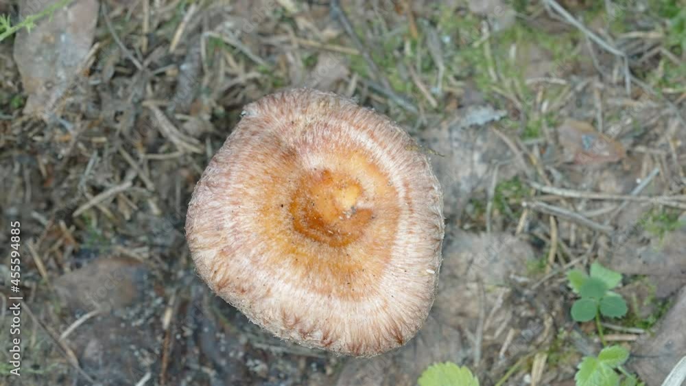 Top view of the orange milkcap mushroom growing on the forest ground in Estonia Top view of the orange milkcap mushroom growing on the forest ground in Estonia
