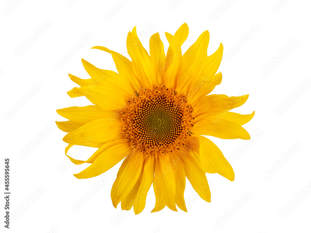 Fototapeta premium yellow sunflower with leaves and petals, isolate on a white background