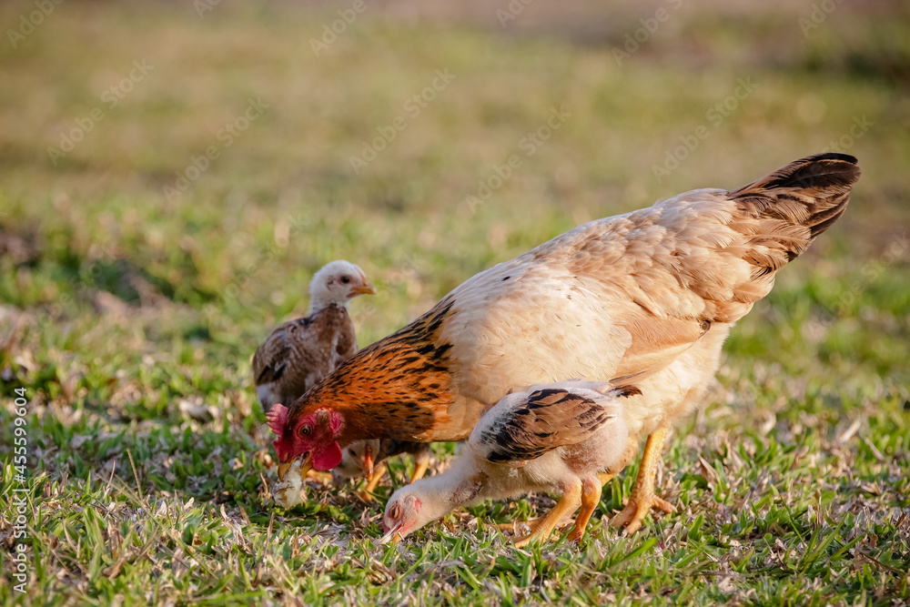 Fototapeta premium Chickens eating bush of various types and sizes on the grass in the field. 