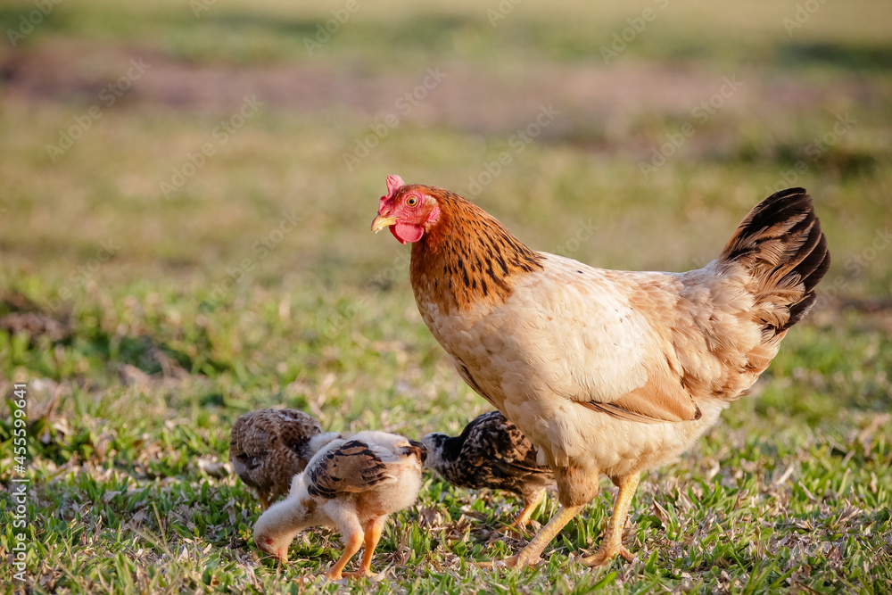 Chickens eating bush of various types and sizes on the grass in the field.
