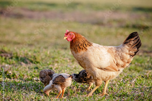 Chickens eating bush of various types and sizes on the grass in the field. 
