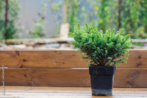 A small seedling of a decorative spruce in a pot on a wooden bench