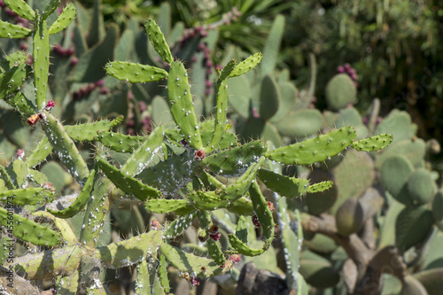 Closeup shot of a Cochineal cactus in a park on a blurred background photo