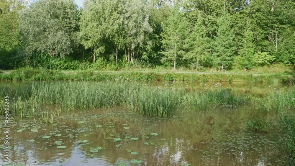 Beautiful small pond in a public park in Forssa city, Finland on a sunny summer day. Green water lily leaves floating on the water. Beautiful small pond in a public park in Forssa city, Finland on a sunny summer day. Green water lily leaves floating on the water.