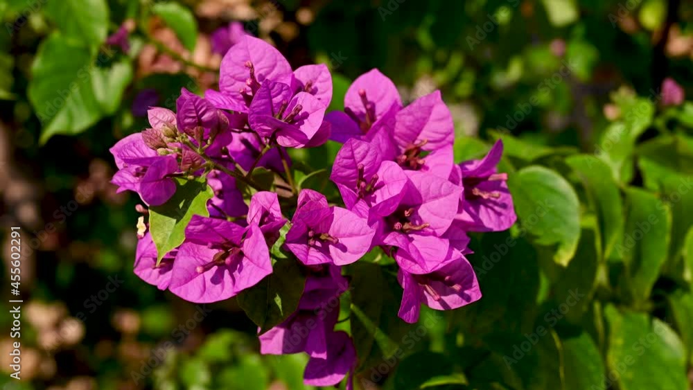 Decorative pink flower growing in garden. Close up of blooming flowers of Great bougainvillea. Decorative pink flower growing in garden. Close up of blooming flowers of Great bougainvillea.