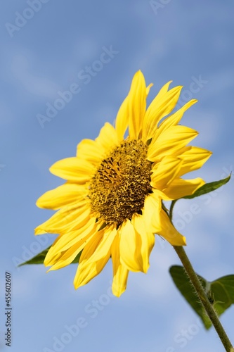 Wallpaper Mural Close-up of a sunflower pointing at the sun Torontodigital.ca