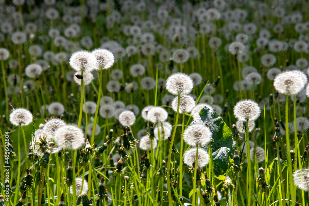dandelions in the grass dandelions in the grass