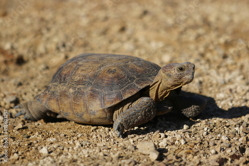 Desert Turtle on sand © Joey