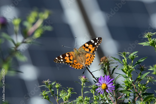 Painted lady or Vanessa cardui a well-known colorful butterfly with a backdrop of solar panels on a late summers day. Butterflies and solar panels form a sustainable climate change alliance.