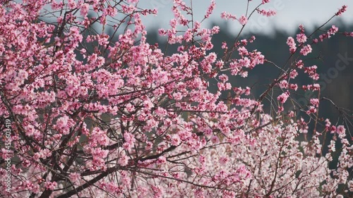 Xizang Nyingchi Peach Blossom