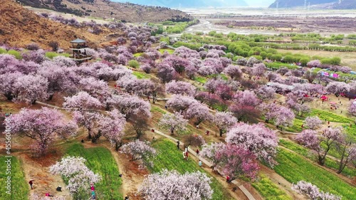 Xizang Nyingchi Peach Blossom