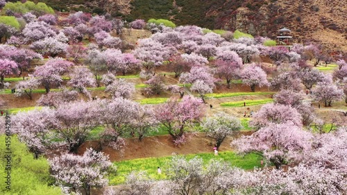 Xizang Nyingchi Peach Blossom