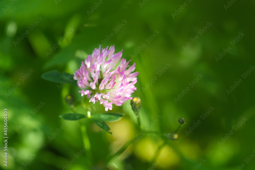 Flower of Trifolium pratense in summer. Red clover flower in a green field Flower of Trifolium pratense in summer. Red clover flower in a green field