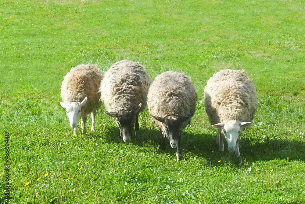 Fototapeta premium Four sheep graze in a green meadow. Rural landscape. Pasture in the village