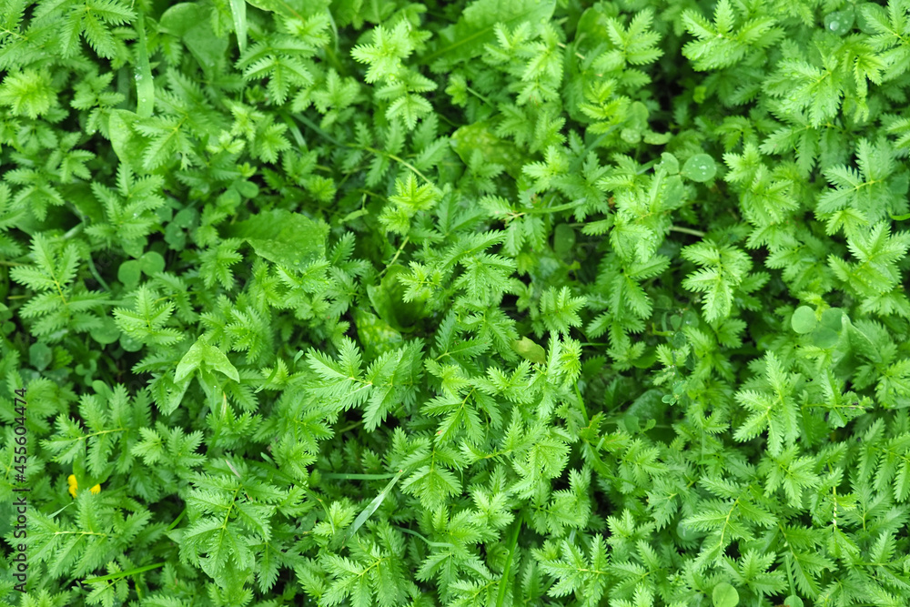 Natural green grass carpet texture. Lawn grass, silverweed or potentilla anserina after the rain, top view. Green grass texture for background Natural green grass carpet texture. Lawn grass, silverweed or potentilla anserina after the rain, top view. Green grass texture for background