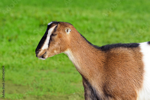 Lamancha goat on green pasture, side view. Adorable pet american lamancha goat, breed of earless goats