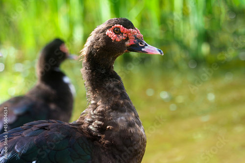 Wild muscovy duck or Cairina moschata on the shore of a pond