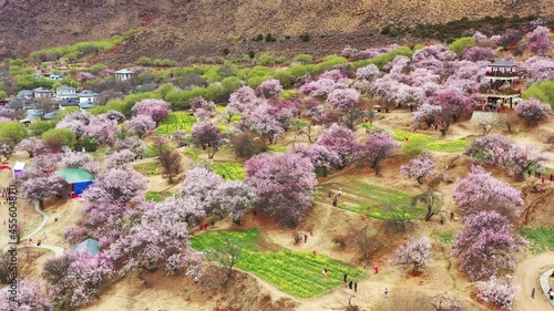 Xizang Nyingchi Peach Blossom