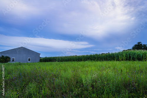 Swirling purple clouds over the green cornfield with a gray metal warehouse and purple wildflowers