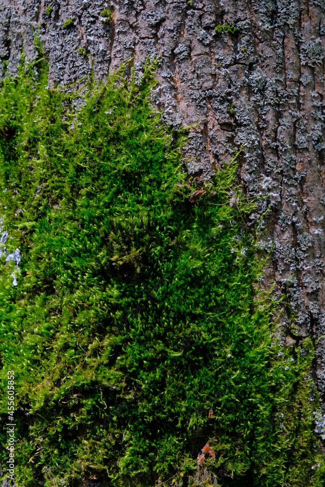 green moss on a tree green moss on a tree