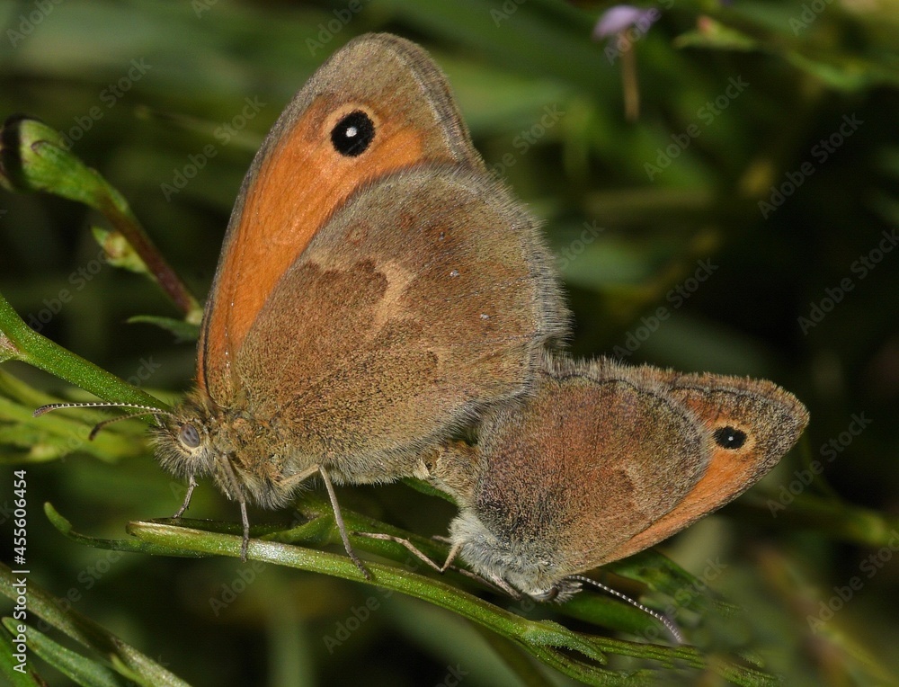Fototapeta premium Coenonympha pamphilus butterfly mating.