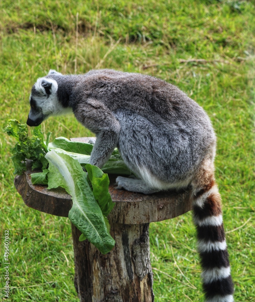 Fototapeta premium lemur