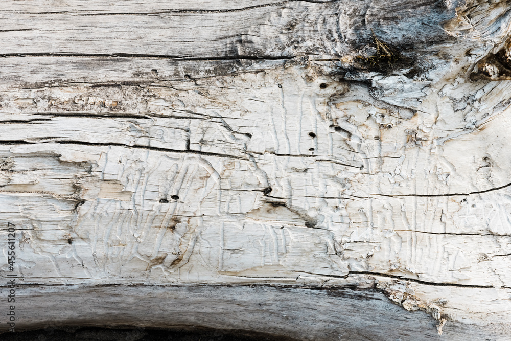 Fototapeta premium Sun bleached driftwood surface.