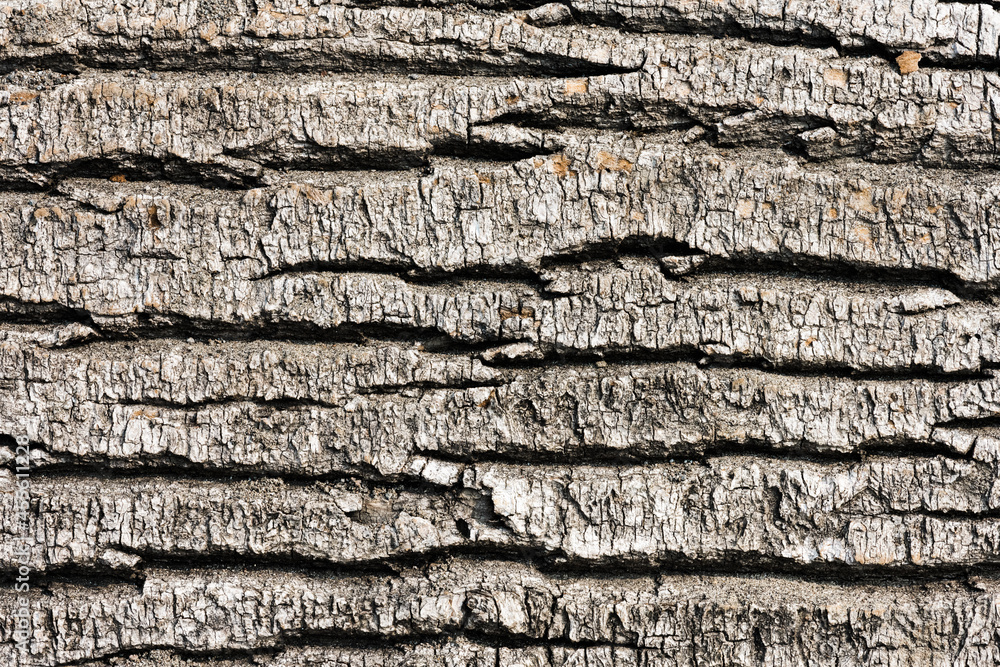 Fototapeta premium Driftwood bark textured background