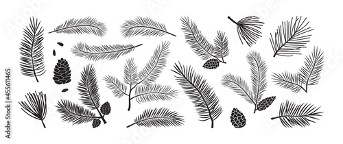 Pine branch, fir icon, vector evergreen plant, Christmas tree and pine cone. Black silhoettes islated on white backgrond. Winter nature illustration