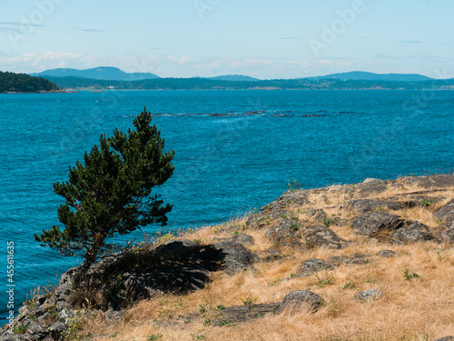 an evergreen tree grows out of the cliffs on the coastline in front of a blue pacific ocean